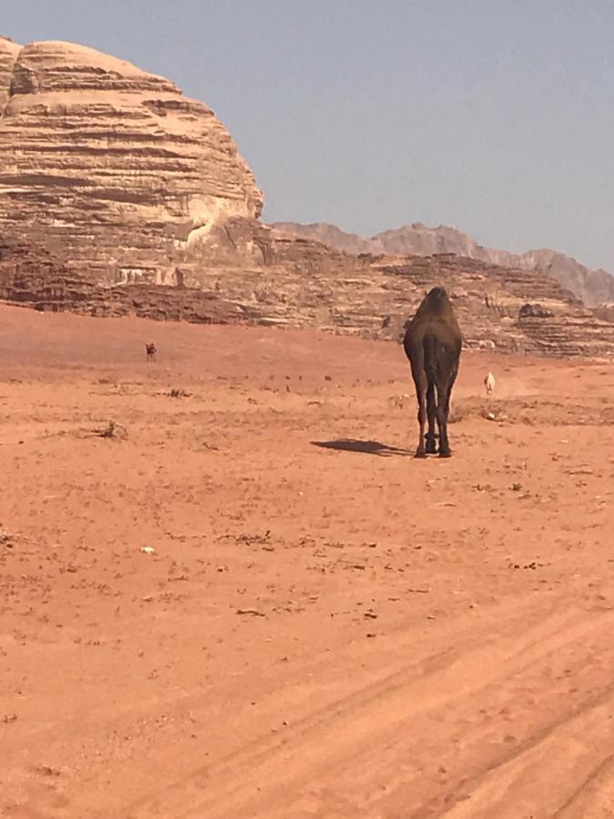 Hotel Bedouin House Camp Wadi Rum Esterno foto